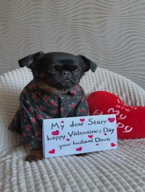 Poster for Valentine's Day video from Charlie the Griffon