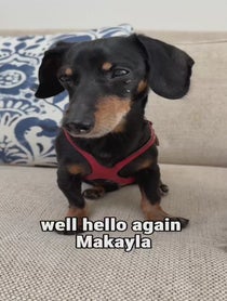 Poster for Advice video from Crusoe the Dachshund