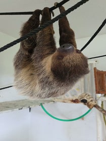 Poster for Advice video from Enzo the pet sloth