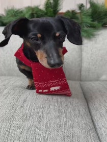 Poster for Holiday video from Crusoe the Dachshund