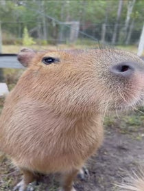 Poster for Birthday video from Pumpkin The Capybara & Trixie The Crow
