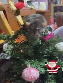 Poster for Holiday video from The Jones rats