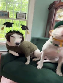 Poster for Graduation video from Pookie + Karen Bark