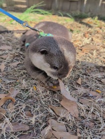 Poster for Holiday video from Coastal Wilds