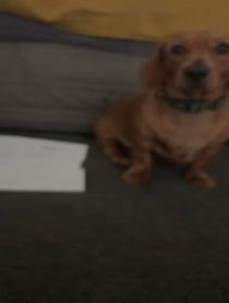 Poster for Pep Talk video from Lokitheweenie