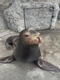 Poster for Birthday video from Aquarium of the Pacific Seals/Sea Lions