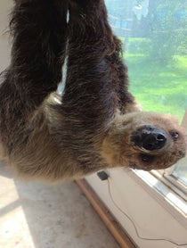 Poster for Father's Day video from Enzo the pet sloth