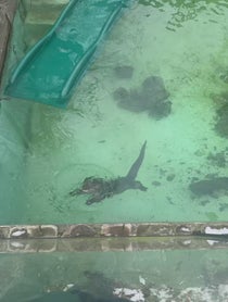 Poster for Birthday video from North American River Otters