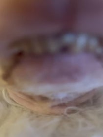 Poster for Holiday video from Tuna Melts My Heart