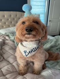 Poster for Birthday video from Bentley The Goldendoodle Puppy