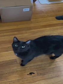 Poster for Valentine's Day video from BabaYaga cat