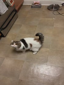Poster for Birthday video from Papaya The Cat