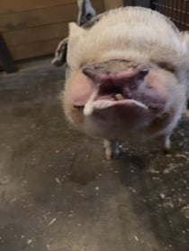 Poster for Birthday video from Abby The Pink Piggy