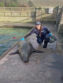 Poster for Valentine's Day video from The Cornish Seal Sanctuary