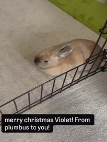 Poster for Holiday video from Real Peanut Bunner