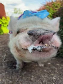 Poster for Pep Talk video from Abby The Pink Piggy