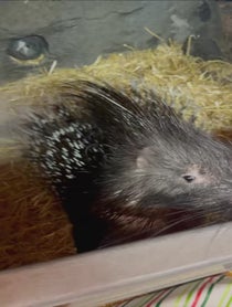 Poster for Holiday video from Bintu the African Crested Porcupine