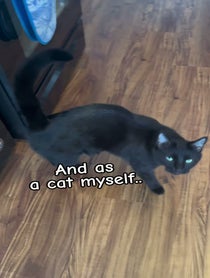 Poster for Father's Day video from BabaYaga cat