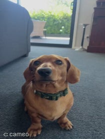 Poster for Intro video video from Lokitheweenie