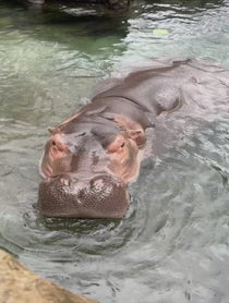 Poster for Birthday video from Fiona the Hippo