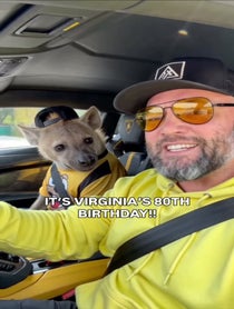 Poster for Birthday video from Eddie The Hyena