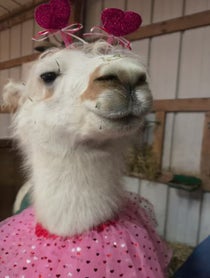 Poster for Valentine's Day video from Prairie Patch Farm Llamas