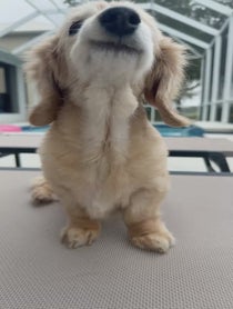 Poster for Holiday video from Bella the Smiling Dachshund