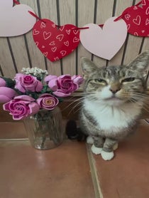 Poster for Valentine's Day video from Mittens