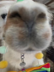 Poster for Birthday video from Prairie Patch Farm Llamas