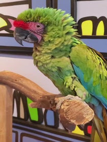 Poster for Other video from Radio the Military Macaw
