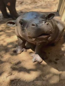 Poster for Holiday video from Mars the Pygmy Hippo