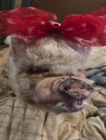 Poster for Pep Talk video from Abby The Pink Piggy