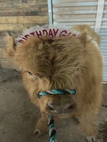 Poster for Birthday video from Chasing Dreams Ranch