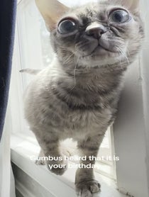 Poster for Birthday video from Gumbus