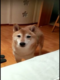 Poster for Pep Talk video from Shiba Tommy