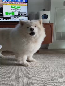Poster for Holiday video from Ryder The Samoyed