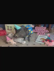 Poster for Birthday video from Chucky The Pig