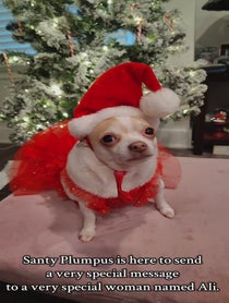 Poster for Holiday video from Pumpkin The Plump