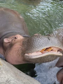 Poster for Birthday video from Fiona the Hippo