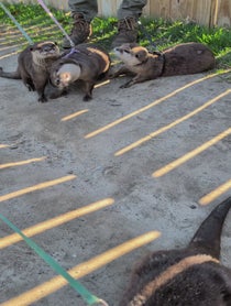 Poster for Other video from Coastal Wilds