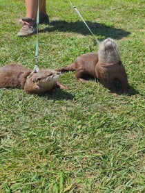 Poster for Birthday video from Coastal Wilds
