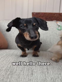 Poster for Birthday video from Crusoe the Dachshund