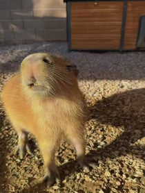Poster for Birthday video from Minnie and Gene The Capybara