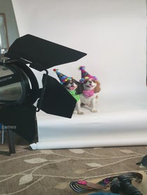 Poster for Intro video video from Darcy and Daisy