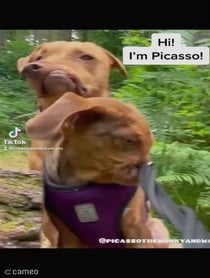 Poster for Intro video video from Picasso & The WonkyDogs