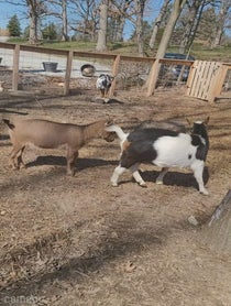 Poster for Intro video video from Wally Chicago's Favorite Goat