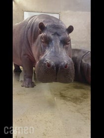 Poster for Intro video video from San Antonio Zoo