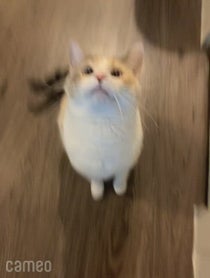 Poster for Intro video video from Panko Cat