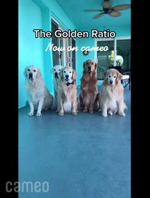 Poster for Intro video video from The Golden Ratio