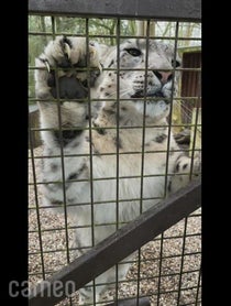 Poster for Intro video video from Jessie the Snow Leopard